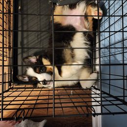 Miniature American Shepherd Puppies from Sterling Acres