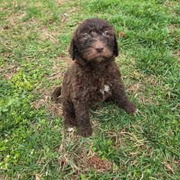 Floppsy - female Newfypoo puppy in Mckenzie, Tennessee from Small Town Doodles & Poodles