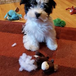 Havanese Puppies from SunWyst Havanese