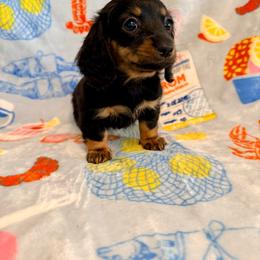 Hannah - Black and tan female Dachshund puppy in Nampa, Idaho from 208 Wiener Wiggle Butts LLC