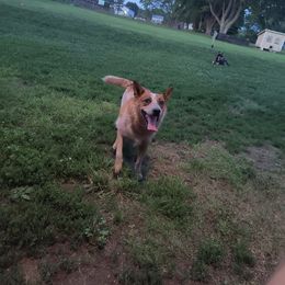 Australian Cattle Dog puppies from KT Ranch ACDs