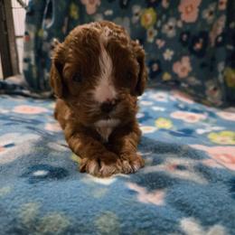 Minnie - Red female Cavapoo puppy in Maize, Kansas from Happy Doodles- Cockapoo and Cavapoo puppies