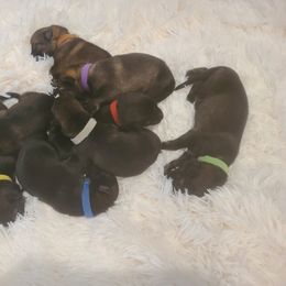 German Shepherd Puppies from Karen Luther's German Shepherds