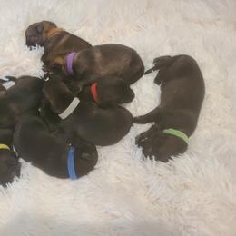 German Shepherd Puppies from Karen Luther's German Shepherds