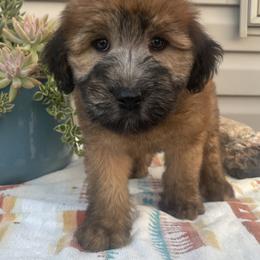 Australian Shepherd and Soft Coated Wheaten Terrier Puppies from BellSharps Australian Shepherds