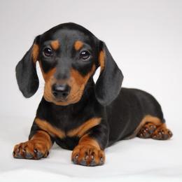 Caroline - Black and tan female Dachshund puppy in Red Bud, Illinois from Midwest Miniature Dachshunds