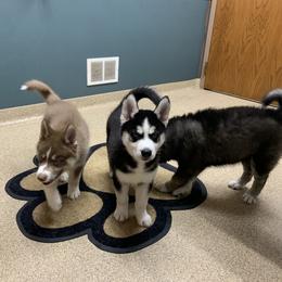 Siberian Husky Puppies from Myths and Legends Siberian Huskies
