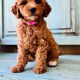 Poodle Puppies from Poodles of Tampa Bay