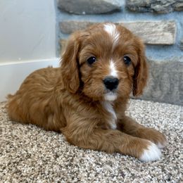 Lady Charlotte - Red Cavapoo puppy in Malad City, Idaho from FreckledCowgirlCorgis