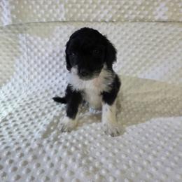 Ruby - Black and white female Sheepadoodle puppy in Weatherford, Texas from Oodles of poodles and doodles