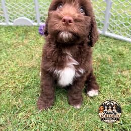 Miss Pink - Liver and white female Springerdoodle puppy in Kendall, New York from Family Raised Doodles