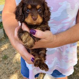 Cavapoo and Goldendoodle Puppies from Safari Doodles
