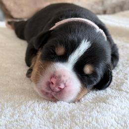 Pink - Black, white and red female Greater Swiss Mountain Dog puppy in Everett, Pennsylvania from Sweet Stream Swissies
