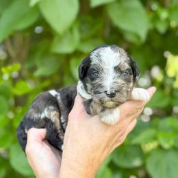 Gilbert - Blue merle male Bernedoodle puppy in Bellville, Ohio from Bernedoodle Buddies