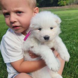 Misty - White female Samoyed puppy in Morgan, Utah from Carriage Court Kennels