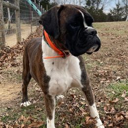 Brim - Boxer
