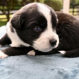Rithi - Black & white female Miniature American Shepherd puppy in Damascus, Oregon from Rebel Soul Minis