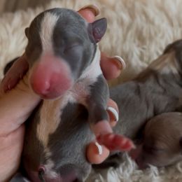 Marshmallow - Blue female Italian Greyhound puppy in Southwest Florida, Florida from Woofford Italian Greyhounds