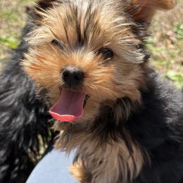 May - Black and tan female Yorkshire Terrier puppy in Newark, Ohio from Champagne Charm Yorkies