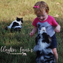 Australian Shepherds, Miniature Australian Shepherds, and Toy Australian Shepherds from Rockin CF Aussies