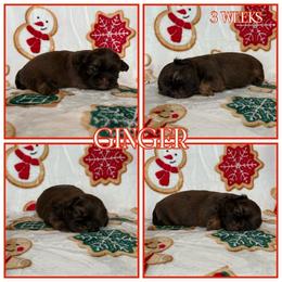 Ginger - Red female Shih Tzu puppy in Yelm, Washington from Lala's All Star Shih Tzu