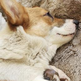 Pembroke Welsh Corgis from 4h Ranch