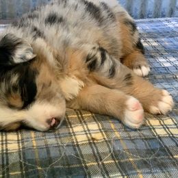 Miniature Australian Shepherd Puppies from Kizmit Farmz