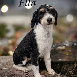 Ella - Bernedoodle