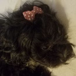 Shihpoos and Yorkshire Terriers from Triceadorablepups