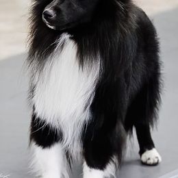Shetland Sheepdogs from Jeanne Murawski's Shetland Sheepdogs