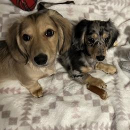 Dachshunds from Dachshunds of the Hollow