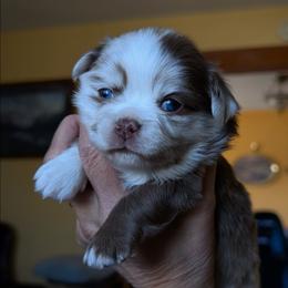 Pyrite - Merle male Chihuahua puppy in Casper, Wyoming from Coffey Chihuahua Café