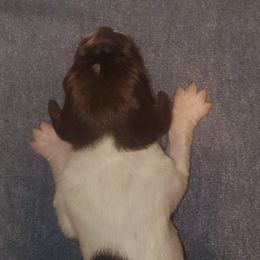 Kleine Munsterlander Puppies from Prairie State Kennel