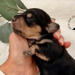 Black and Cream - Black and cream female Dachshund puppy in Nampa, Idaho from Long_and_Low_Dachshunds