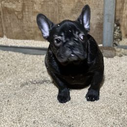 French Bulldog and Labrador Retriever Puppies from Desiree Ortiz's French Bull Dogs and Labrador Retrievers