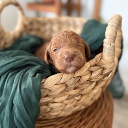 Boy 2 - Apricot male Goldendoodle puppy in Washington, Illinois from Lola Bear Goldendoodles