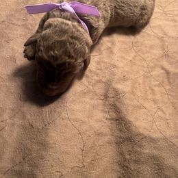 Lavender female - Brown female Chesapeake Bay Retriever puppy in Houston, Texas from Monarch Chesapeakes