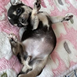 Dusita De Lalita - Black and tan Chihuahua puppy in Buffalo Grove, Illinois from Piccoli Amici Chihuahuas
