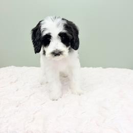 Porter - Black male Australian Labradoodle puppy in Springfield, Ohio from Dawson & Daryn's Royal Companions