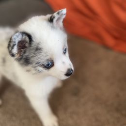 Pomsky Puppies from Pomsky‘s Palace