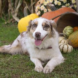 Blink - Australian Shepherd