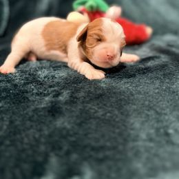 Blenheim Boy - Blenheim male Cavalier King Charles Spaniel puppy in Melrose, Florida from Magnolia Hill Cavaliers and Doxies