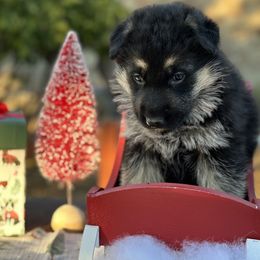 German Shepherd puppies from Four Pines Ranch