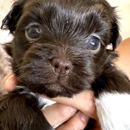 Hope - Chocolate female Havanese puppy in Arizona from HavaDoggie