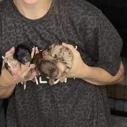 Bernedoodles and Yorkipoos from Moore's Poodles & Doodles