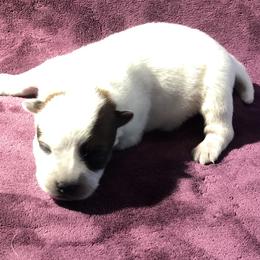 L65-06 - Red speckled female Australian Cattle Dog puppy in Sheridan, Oregon from 6pk Cattledogs