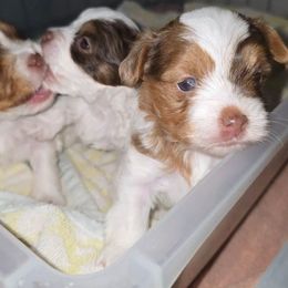 Snickers - Chocolate, tan and white female Yorkshire Terrier puppy in Lakeland, Florida from You Me & The Yorkies