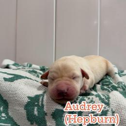 Audrey - Yellow female Labrador Retriever puppy in Lucasville, Ohio from Backwoods Labradors