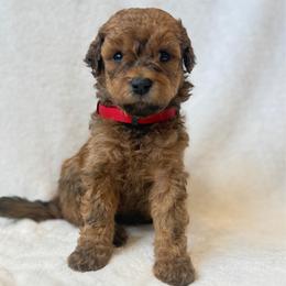Girl 2 - Red  female Goldendoodle puppy in Valley Farms, Arizona from Gall’s Doodle Ranch