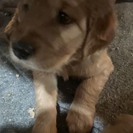 Boy 2 - Dark golden Golden Retriever puppy in Salem, Oregon from Baker’s Goldens
